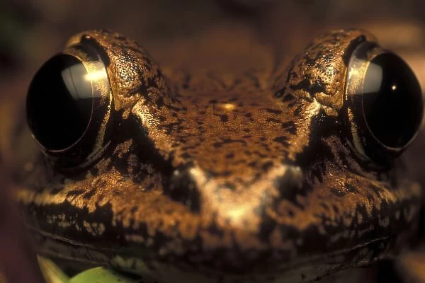 Costa Rica, Alajuela Province, Close-up of White-lipped Frog (Leptodactylus labialis)