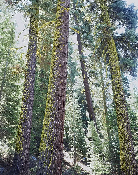 CTF-309. USA, California. Old-growth Red Fir trees in the High Sierra