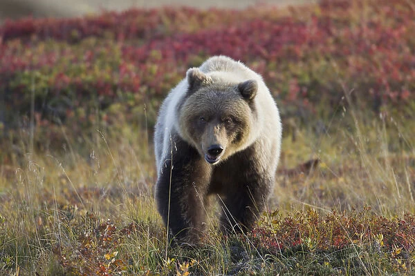 Denali National Park, Alaska, a male grizzly bear sits in brilliantly colored tundra
