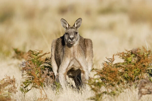 Eastern Grey Kangaroo or Forester Kangaroo (Macropus giganteus), portrait male frontal