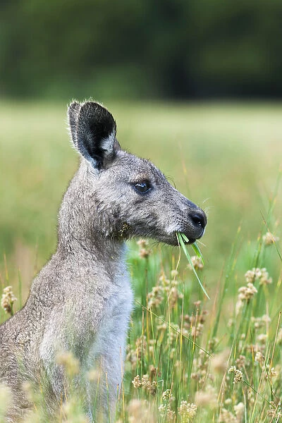 Eastern grey kangaroo (Macropus giganteus), Australia