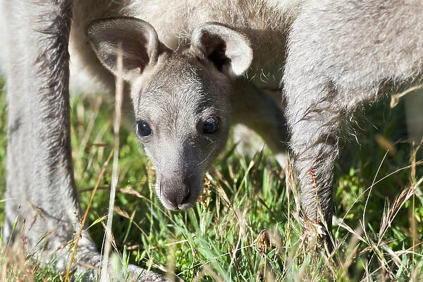 Eastern grey kangaroo (Macropus giganteus), Australia