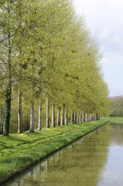 Europe, France, Burgundy, Nievre. Spring trees on the bank of the Nivernais Canal