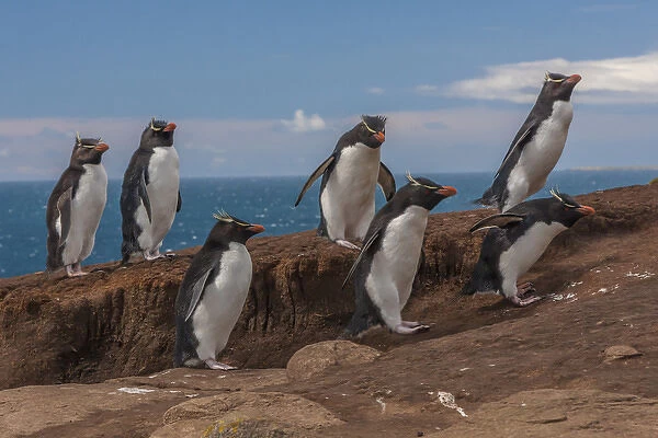 Falkland Islands, Saunders Island. Group of rockhopper penguins