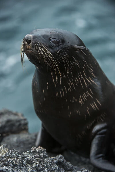 Galapagos Fur Seal (Arctocephalus galapagoensis) GALAPAGOS ISLANDS