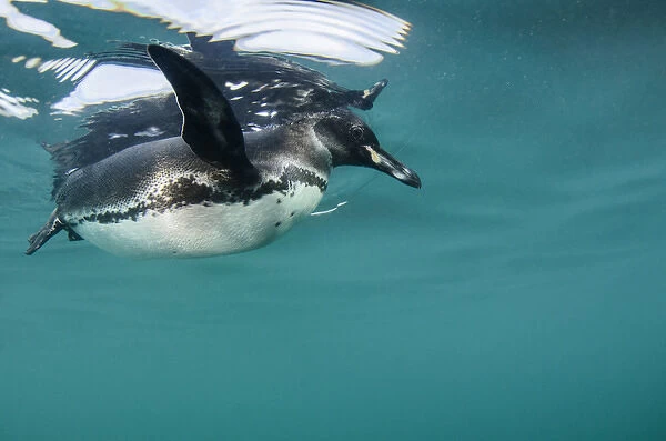 Galapagos Penguin (Spheniscus mendiculus) GALAPAGOS ISLANDS ECUADOR