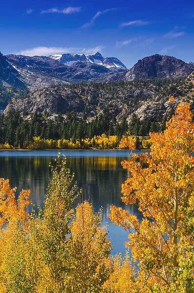 Golden fall aspen at June Lake, Inyo National Forest, Sierra Nevada Mountains, California