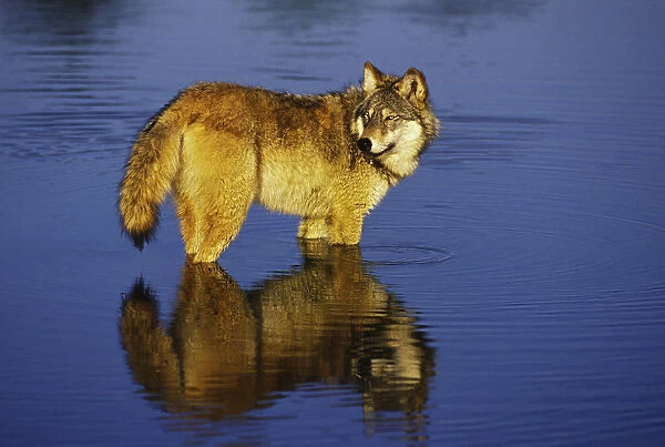 Gray Wolf or Timber Wolf, Canis lupis