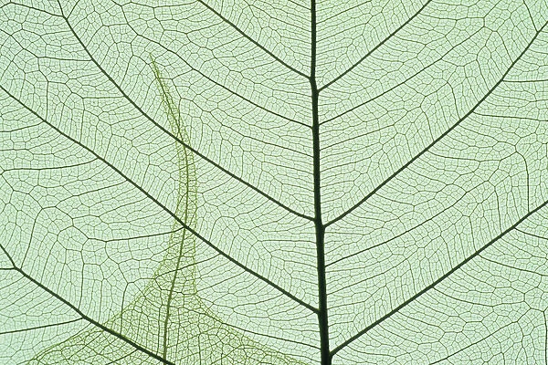 Indian Fig, (Ficus religiosa), or Peepal, close-up leaf detail, popular medicinal