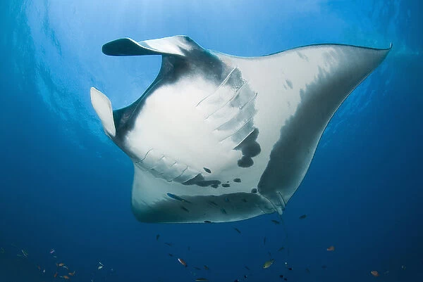 Indonesia, Papua, Raja Ampat. Close-up of manta rays underside