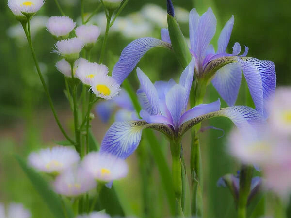 Iris and wildflowers