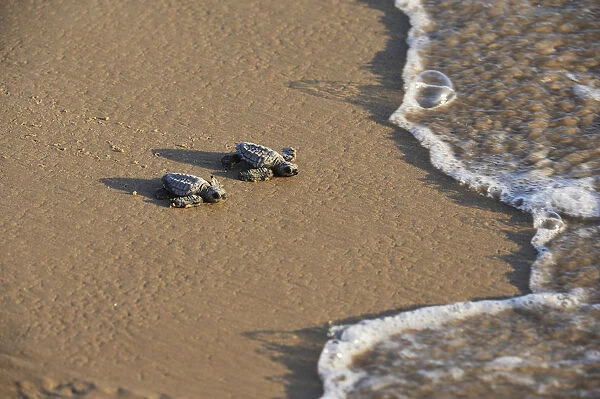 Kemps ridley sea turtle (Lepidochelys kempii), baby turtles walking towards surf