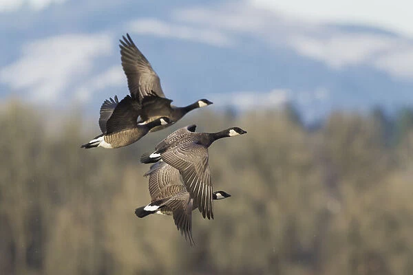 Lesser Canada geese flying