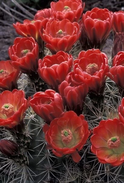 Mojave mound cactus or Kingcup cactus (Echinocereus triglochidiatus)