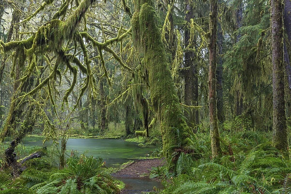 Mossy lush forest along the Maple Glade Trail in the Quinault Rainforest in Olympic National Park