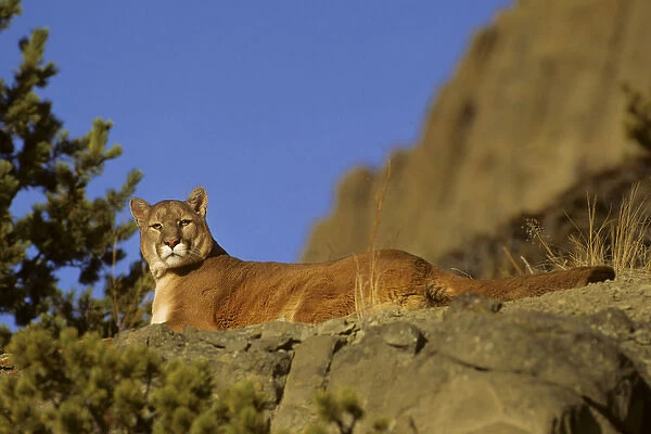 Mountain Lion (Felis concolor) (Captive Animal), MT