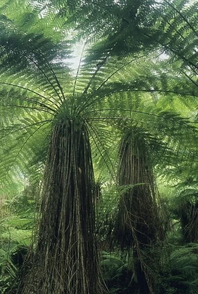 New Zealand, Hst Valley, Westland, Soft Tree Fern Forest, (Cyathea smithii)