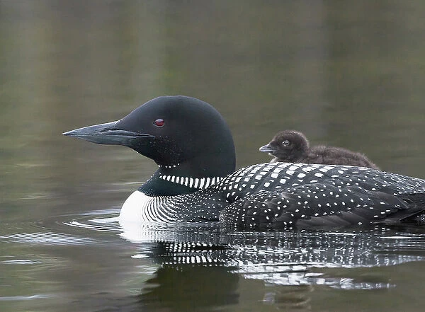 North America, Canada, British Columbia. Common Loon, (Gavia immer) with a chick
