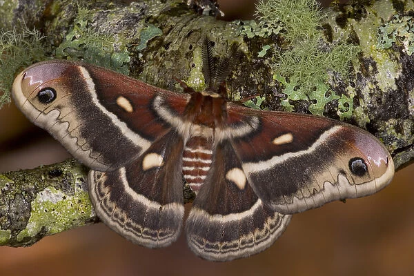 North American Silk Moth Hyalopora columbia photographed Sammamish, Washington