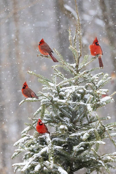 Northern cardinal males in spruce tree in winter snow, Marion County, Illinois