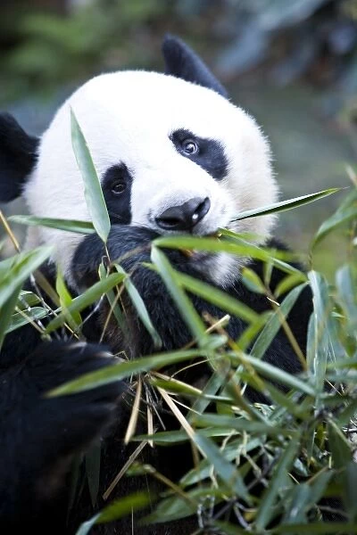 Panda eating bamboo shoots (Alluropoda Melanoleuca) at a Panda reserve Unesco World Heritage site