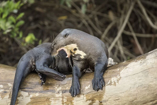 Pantanal, Mato Grosso, Brazil. Giant river otter growling at other who want on the log