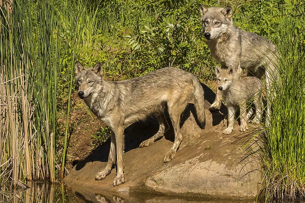 Pine County. Gray wolf family. Credit as: Cathy and Gordon Illg  /  Jaynes Gallery  /  DanitaDelimont