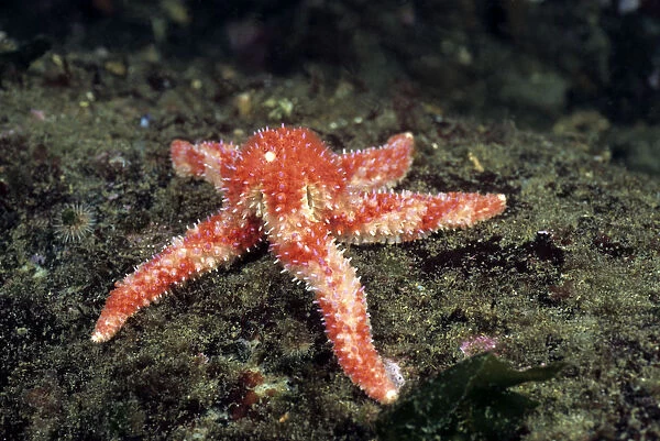Pink sea star, British Columbia