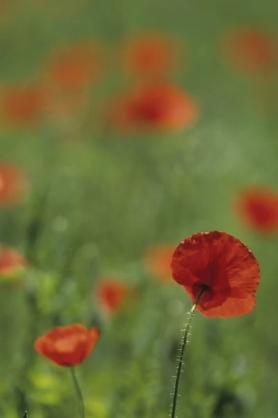 Portugal, Barcelos. Red poppies in meadow