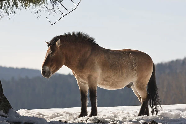 Przewalskis Horse or Takhi (Equus ferus przewalskii) in winter and snow, captive