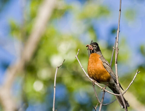 Robin with mouthful of worms at Theodore Roosevelt National Park in North Dakota