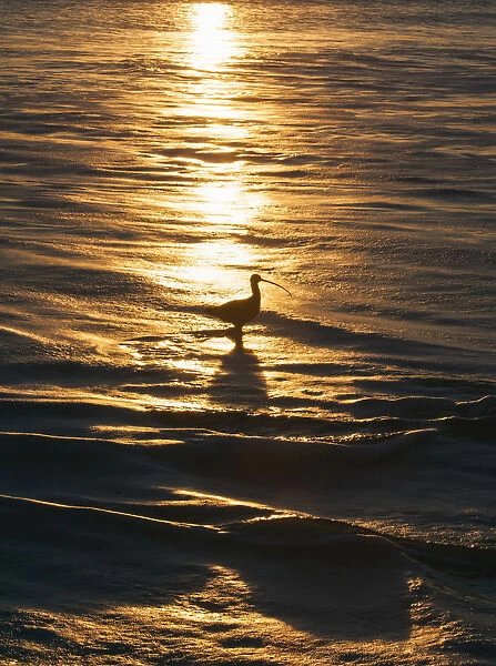 Sandpiper in ocean, California