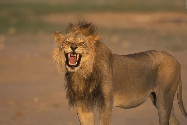 South Africa, Kgalagadi Transfrontier Park, Male Lion growls in Kalahari desert at sunset