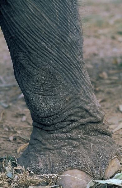 Thailand, Ayuthaya. Elephant leg