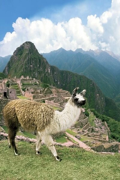 Unknown. Peru, Machu Picchu, Llama overlooks the ancient lost city of the Inca
