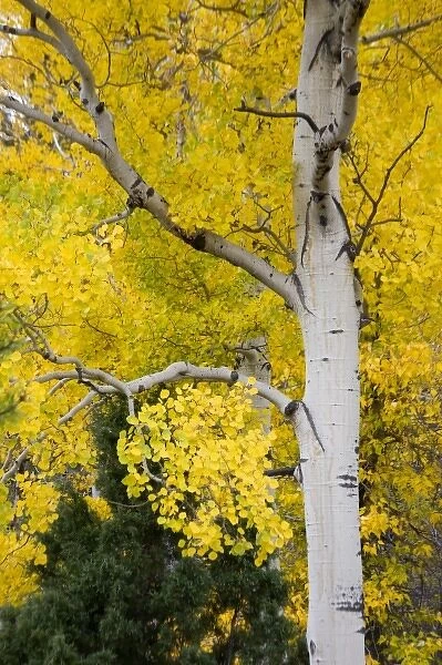 Unknown. WY, Yellowstone National Park, Aspen trees