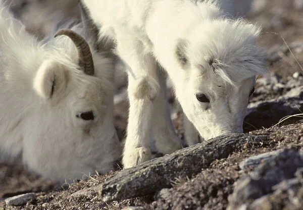 USA, Alaska, Dall Sheep, Ewe, Ewe and Lamb, Denali National Park