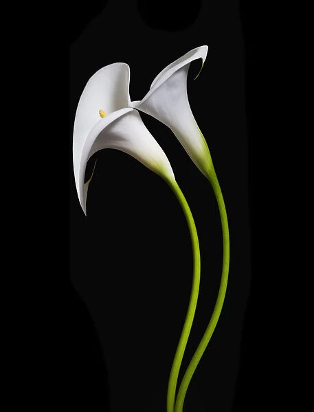 USA, California. Two calla lily flowers. Credit as: Dennis Flaherty  /  Jaynes Gallery