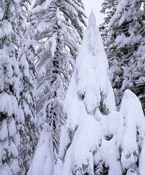 USA, California, Sierra Nevad Mountains. A Snow covered trees in the Sierras