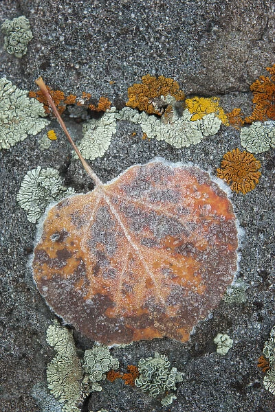 USA, Colorado, Uncompahgre National Forest. Frozen raindrops on aspen leaf. Credit as