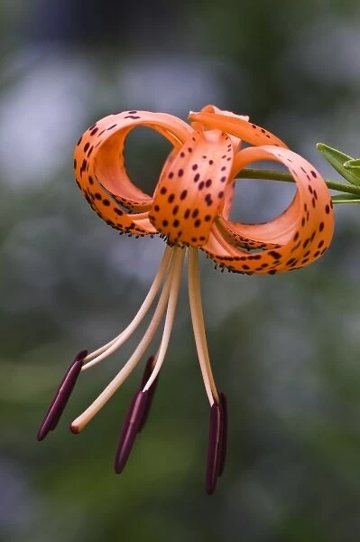 USA; Georgia; Savannah; Tiger lily blooming in the Spring
