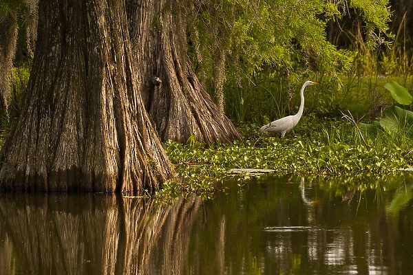 USA, Louisiana, Lake Martin. Bald cypress and great egret in swamp