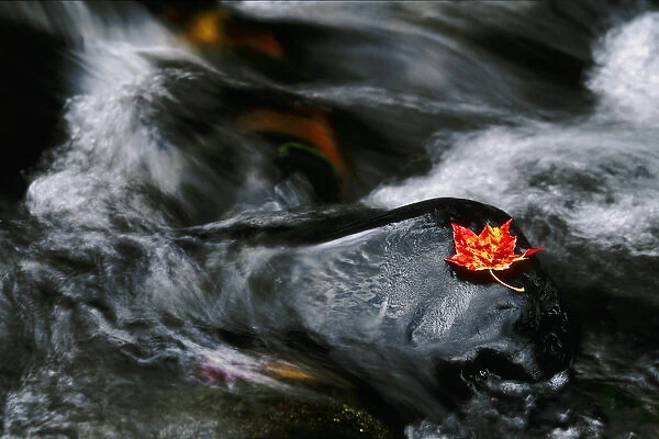 USA, Maine. Maple leaf on black rock in stream