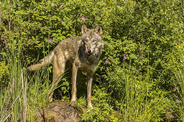 USA, Minnesota, Pine County. Captive gray wolf adult