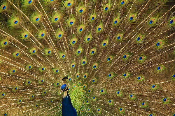 USA, South Carolina, Charleston. Peacock displaying spring tail feathers