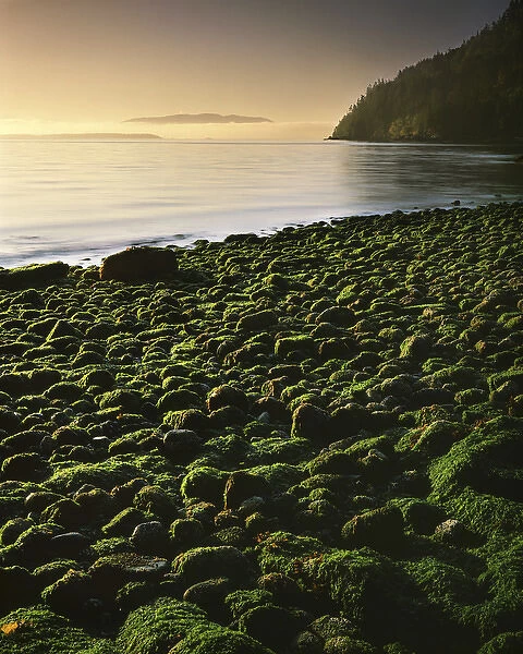 USA, Washington, Orcas Island, Stone beach at low tide