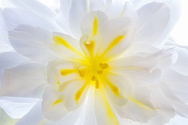 USA, Washington, Seabeck. Begonia blossom close-up