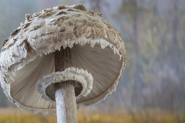 USA, Washington, Seabeck. Close-up underside of shaggy parasol mushroom. Credit as