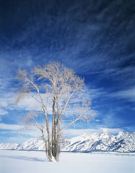 USA, Wyoming, Cottonwood tree in winter