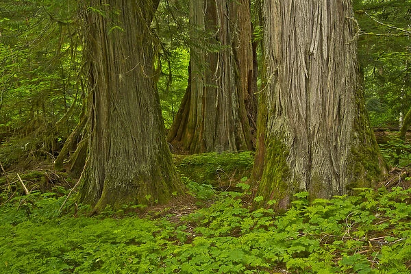Western Hemlock; cedar; Grove of the Patriarchs; Mount Rainier National Park; Washington